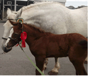 Mare & foal